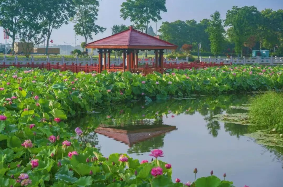 夏日荷韵，邂逅一池碧叶红花--长泾蒲市村